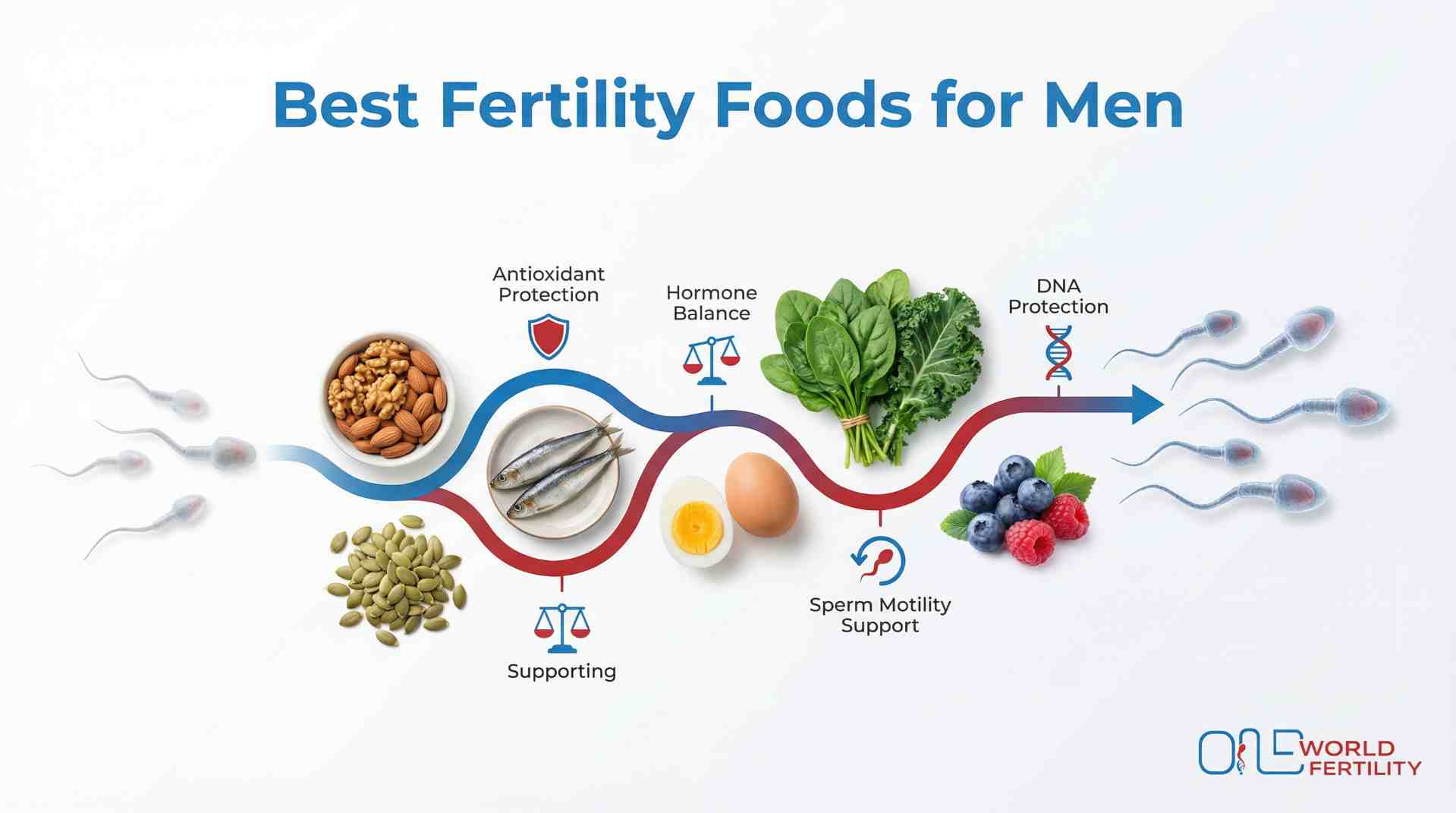 best-fertility-foods-for-men -One world fertility.jpeg