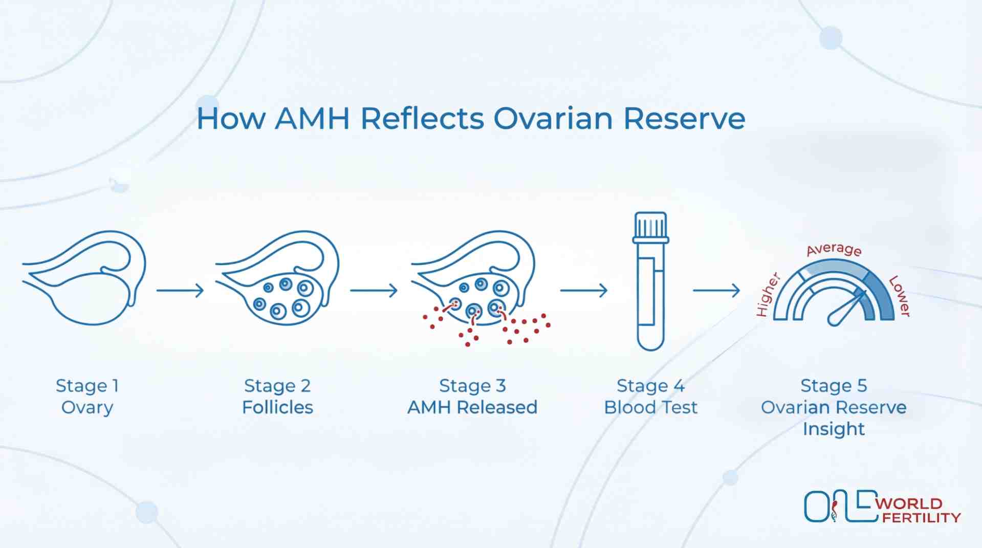 What Is Anti-Mullerian Hormone and Why Is It Important for Fertility-ONE WORLD FERTILITY (1).jpg