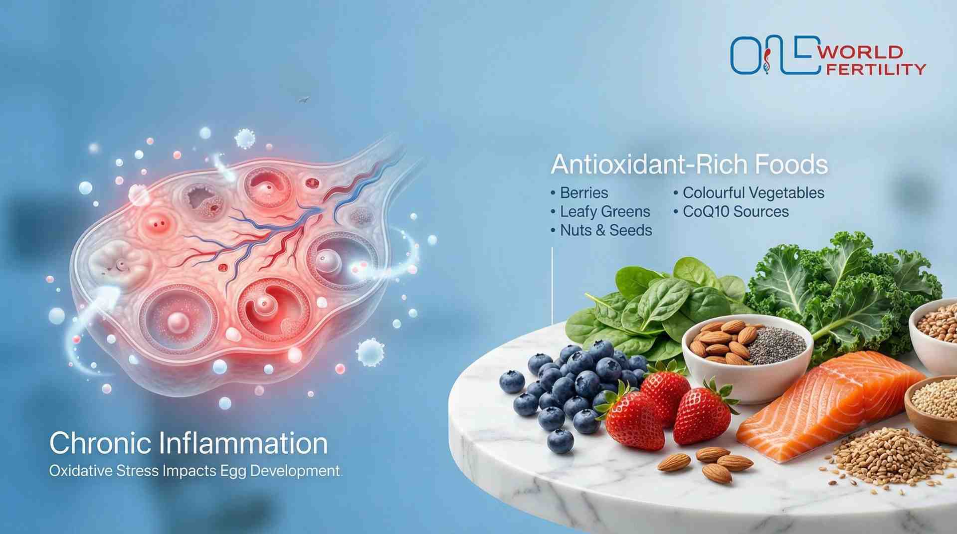 Chronic Inflammation and Its Effect on Egg Quality - one world fertility.jpg