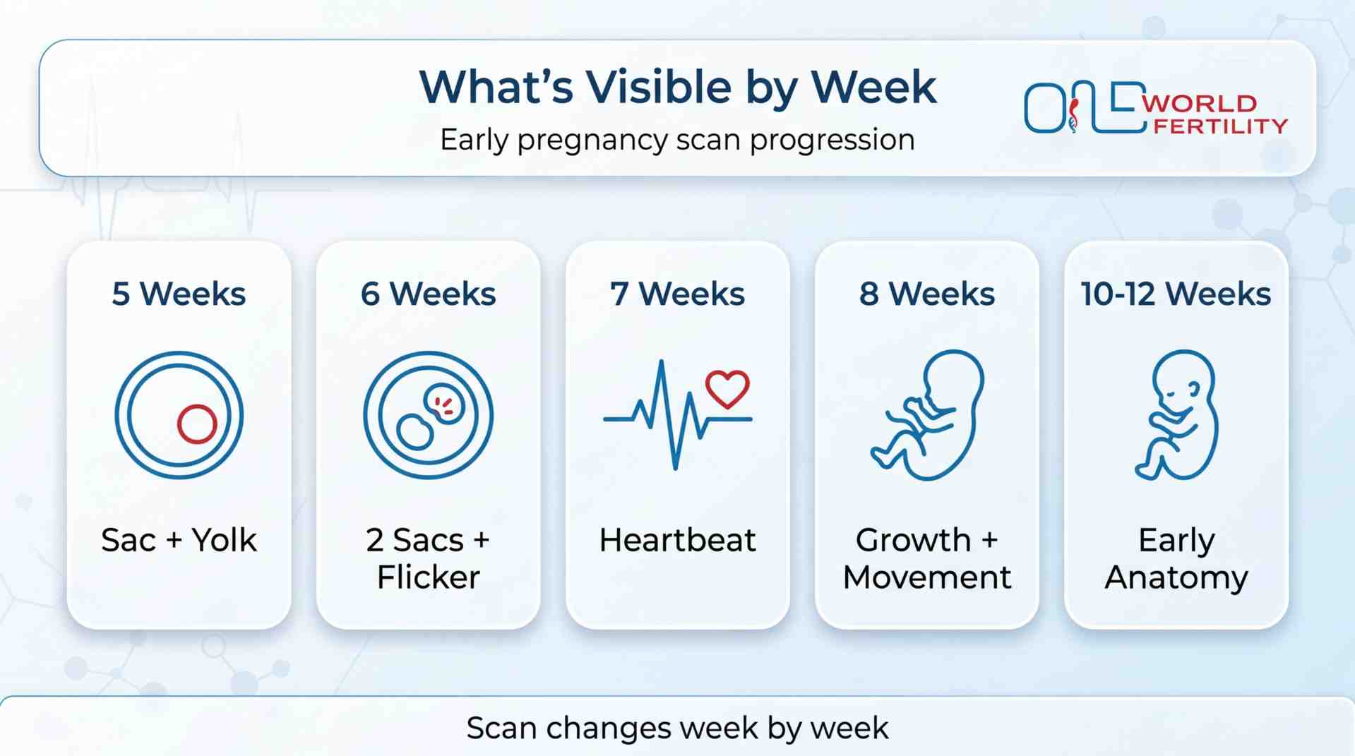 Vanishing Twin Syndrome and Early Ultrasound - Week by Week - one world fertility.jpeg
